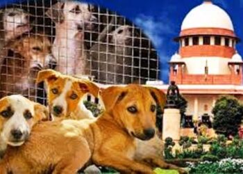 आवारा कुत्तों पर सुप्रीम कोर्ट ने सुनाया फैसला, लवर्स-डरने वालों को राहत, उल्लंघन पर होगा एक्शन