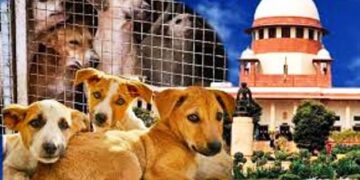आवारा कुत्तों पर सुप्रीम कोर्ट ने सुनाया फैसला, लवर्स-डरने वालों को राहत, उल्लंघन पर होगा एक्शन