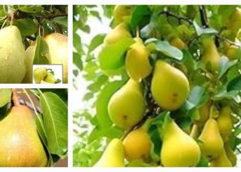 Babbugosha for healthy digestion in monsoon