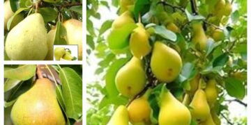 Babbugosha for healthy digestion in monsoon