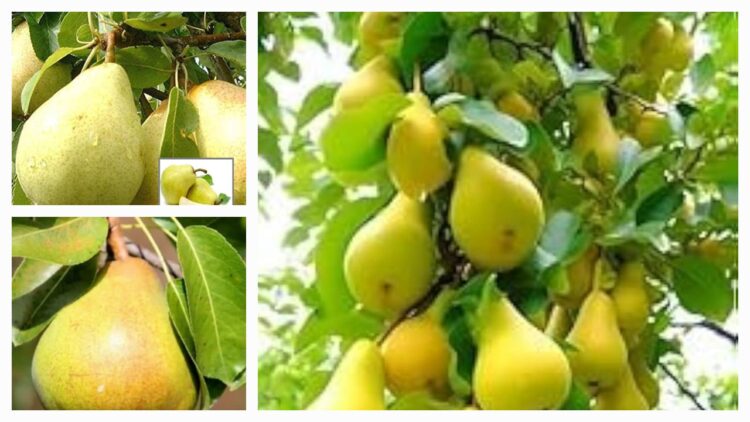 Babbugosha for healthy digestion in monsoon