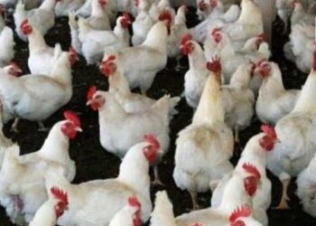 UP Poultry Farm Scheme