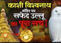 जगन्नाथ में उड़ा गरुड़ तो अब काशी विश्वनाथ मंदिर की शिखर पर दिखा सफेद उल्लू, जानें क्यों होने लगी शुभ-अशुभ की चर्चा