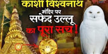 जगन्नाथ में उड़ा गरुड़ तो अब काशी विश्वनाथ मंदिर की शिखर पर दिखा सफेद उल्लू, जानें क्यों होने लगी शुभ-अशुभ की चर्चा