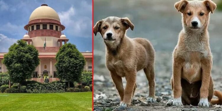 Supreme Court order on stray dogs