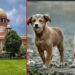 Supreme Court order on stray dogs