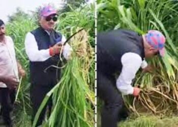 खेत में ‘DM साहब’ ने हंसिया से उड़ाया गर्दा, सिर पर टोपी-काले चश्मे के साथ नेपियर घास का कुछ ऐसे किया खत्मा