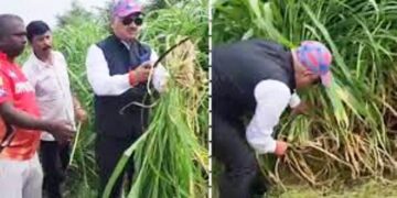 खेत में ‘DM साहब’ ने हंसिया से उड़ाया गर्दा, सिर पर टोपी-काले चश्मे के साथ नेपियर घास का कुछ ऐसे किया खत्मा