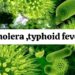 cholera prevention tips, typhoid protection in monsoon,