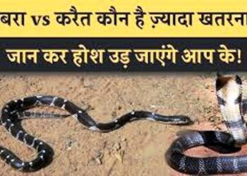 कोबरा और करैत का यूपी के इन जिलो में ‘दबदबा’, कटखने सांपों ने 418 लोगों को डंसकर मचा दिया ‘तहलका’