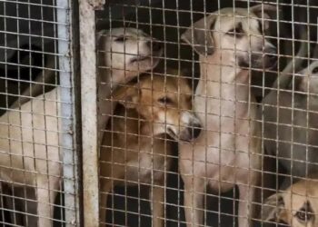 Supreme Court on Stray Dogs