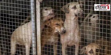 Supreme Court on Stray Dogs