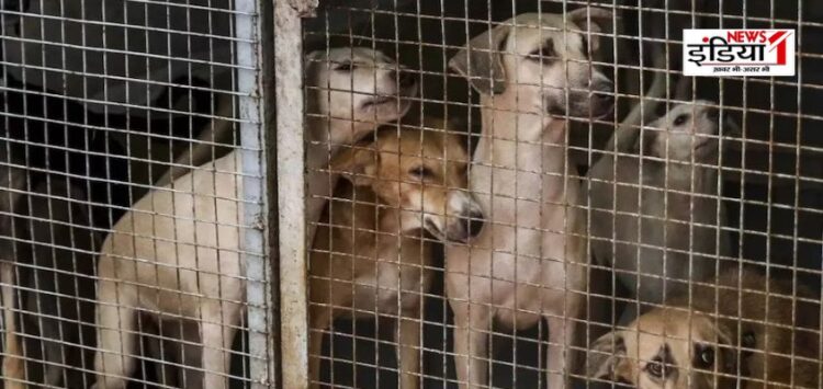 Supreme Court on Stray Dogs