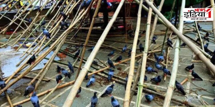 Mumbai Pigeon Case
