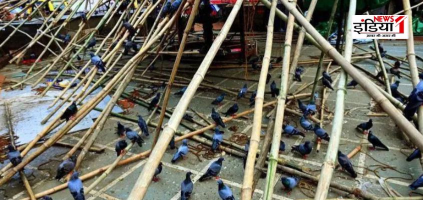 Mumbai Pigeon Case