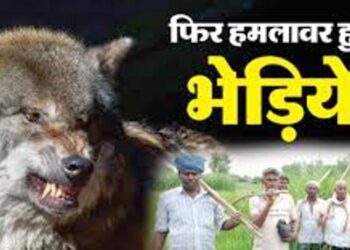 UP News: बहराइच में फिर लौटा खूंखार शिकारी का टेरर, पत्नी-पत्नी को जिंदा चबा गया भेड़िया