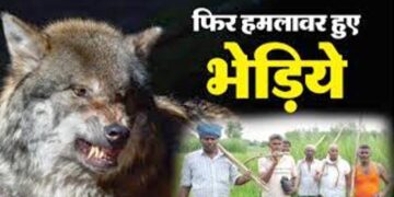 UP News: बहराइच में फिर लौटा खूंखार शिकारी का टेरर, पत्नी-पत्नी को जिंदा चबा गया भेड़िया