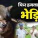 UP News: बहराइच में फिर लौटा खूंखार शिकारी का टेरर, पत्नी-पत्नी को जिंदा चबा गया भेड़िया
