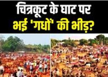 चित्रकूट में ‘अजब-गजब’ के गधे उड़ाए हुए हैं गर्दा, सलमान, शाहरुख और अभिताभ के बजाए लॉरेंस सबसे महंगा बिका