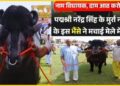 Meerut News: 8 करोड़ के ‘विधायक’ भैंसे का यूपी में रौला, जानें 60 लाख रुपए की हर साल कैसे करता है कमाई
