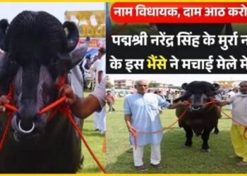 Meerut News: 8 करोड़ के ‘विधायक’ भैंसे का यूपी में रौला, जानें 60 लाख रुपए की हर साल कैसे करता है कमाई