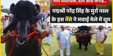 Meerut News: 8 करोड़ के ‘विधायक’ भैंसे का यूपी में रौला, जानें 60 लाख रुपए की हर साल कैसे करता है कमाई