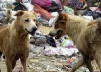 Dog bite rabies death case in Bulandshahr