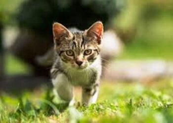 नोएडा के इस डॉक्टर ने चुपके से कर दी बिल्ली की नसबंदी, लगी भनक तो सकते में आया ‘बबली’ का मालिक