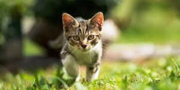 नोएडा के इस डॉक्टर ने चुपके से कर दी बिल्ली की नसबंदी, लगी भनक तो सकते में आया ‘बबली’ का मालिक