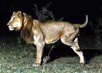 पहली बार देखा गया 3 पैर और 1 आंख वाला शेर, जानें खूंखार जैकब कैसे करता है ‘बेजुबानों’ का शिकार