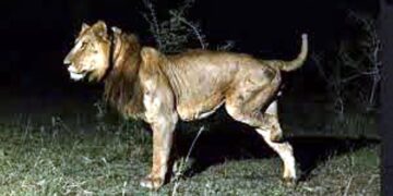 पहली बार देखा गया 3 पैर और 1 आंख वाला शेर, जानें खूंखार जैकब कैसे करता है ‘बेजुबानों’ का शिकार