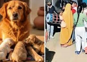 कुतिया ने अजब-गजब के 5 पिल्लों को दिया जन्म, लड़कियों ने लगाए ठुमके तो ‘श्रीदेवी’ के मालिक ने कराई भव्य ‘बारहों’ रस्म