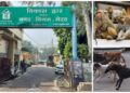 Meerut stray dog menace rising