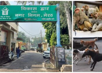 Meerut stray dog menace rising