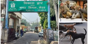 Meerut stray dog menace rising