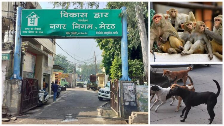 Meerut stray dog menace rising