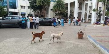 सुप्रीम कोर्ट का आदेश: सरकारी परिसरों को आवारा कुत्तों से मुक्त रखें