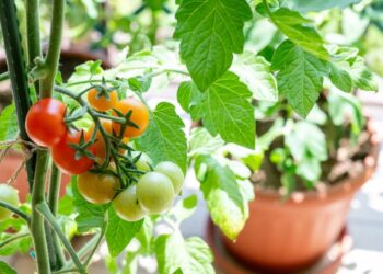 सर्दियों में टमाटर उगाना अब है बेहद आसान! बस गमला, सही मिट्टी और थोड़ी सी देखभाल… और घर पर ही उगें ताज़े रसीले टमाटर।