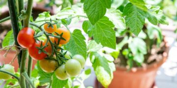 सर्दियों में टमाटर उगाना अब है बेहद आसान! बस गमला, सही मिट्टी और थोड़ी सी देखभाल… और घर पर ही उगें ताज़े रसीले टमाटर।