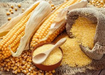 सर्दियों में बाजरा या मक्का—कौन सा अनाज है ज्यादा फायदेमंद? जानिए विज्ञान क्या कहता है!﻿