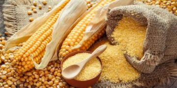 सर्दियों में बाजरा या मक्का—कौन सा अनाज है ज्यादा फायदेमंद? जानिए विज्ञान क्या कहता है!﻿