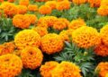 गेंदे के पौधे में फूल नहीं आ रहे? धूप, पानी और सही खाद के इन आसान तरीकों से आपका मैरिगोल्ड फिर से भर जाएगा ढेरों फूलों से