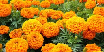 गेंदे के पौधे में फूल नहीं आ रहे? धूप, पानी और सही खाद के इन आसान तरीकों से आपका मैरिगोल्ड फिर से भर जाएगा ढेरों फूलों से