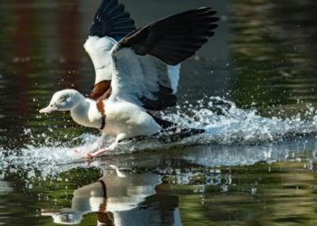 Migratory Birds in UP: प्रवासी पक्षियों के स्वागत को तैयार लखनऊ का सीजी सिटी