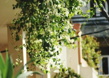 कम जगह में भी शानदार ग्रीन लुक देने वाले ये क्लाइंबिंग पौधे आपकी बालकनी को बनाएंगे सुंदर, ताज़गी और सजावट दोनों बढ़ाएँगे