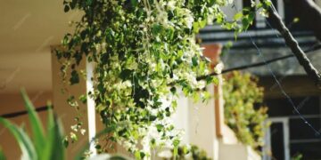 कम जगह में भी शानदार ग्रीन लुक देने वाले ये क्लाइंबिंग पौधे आपकी बालकनी को बनाएंगे सुंदर, ताज़गी और सजावट दोनों बढ़ाएँगे
