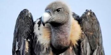 एमपी से उड़ा और 1500 किमी की यात्रा के बाद भारत लौटा गिद्ध, जानें किन देशों में रूका ‘मारीच’