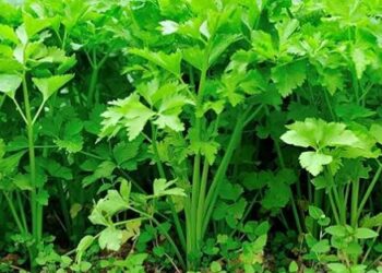 सिर्फ एक हफ्ते में गमले में उगाएं ताज़ा हरा धनिया, सही बीज, मिट्टी और नियमित देखभाल से पाएं बेहतरीन परिणाम