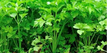 सिर्फ एक हफ्ते में गमले में उगाएं ताज़ा हरा धनिया, सही बीज, मिट्टी और नियमित देखभाल से पाएं बेहतरीन परिणाम