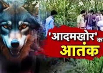 UP News: बहराइच में फिर से लौटा खूंखार भेड़िया, दो बच्च्चों को जिंदा निगल गया आदमखोर ‘लंगड़ा’